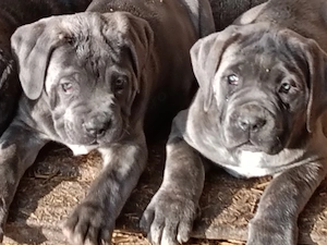 Căței cane corso cu pedigree tip A  - imagine 5