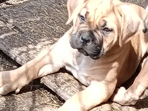 Căței cane corso cu pedigree tip A  - imagine 3