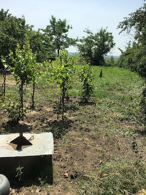 Casa taraneasca si curte - imagine 6