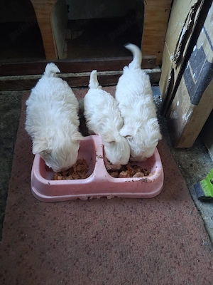 Pui bichon malteze  - imagine 2