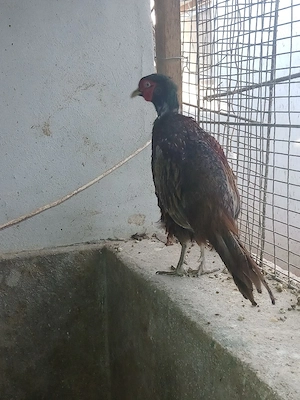 Fazani 200 pt toti 3 - imagine 3