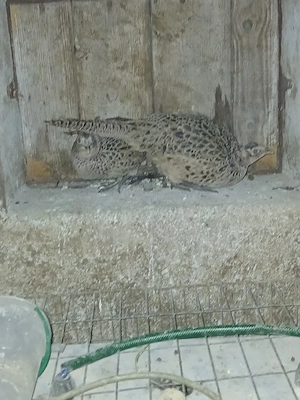 Fazani 200 pt toti 3 - imagine 2