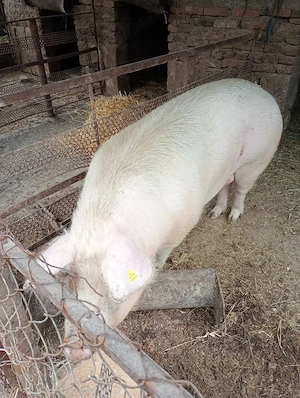 vand porc rasa carne