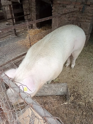 vand porc rasa carne - imagine 2