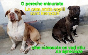 American Stafordshire - imagine 2