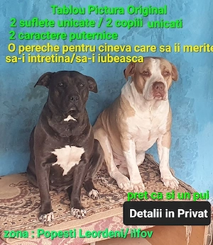 Amstaff American Staffordshire