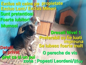 American Stafordshire - imagine 3