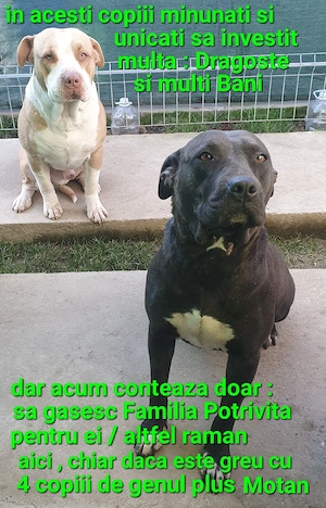 American Stafordshire - imagine 5