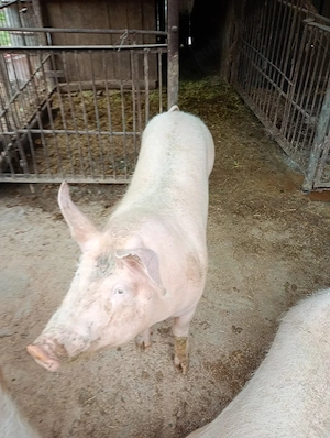 vand porc rasa carne - imagine 2