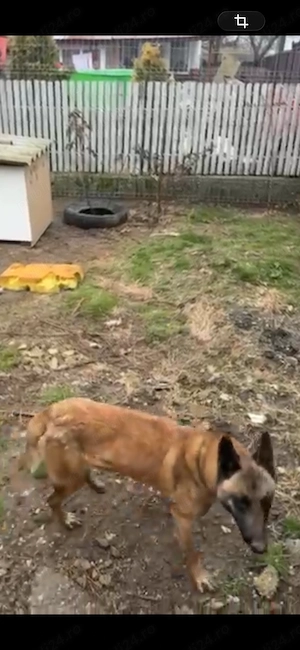 Ciobanesc belgian femela