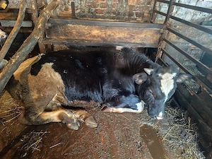 Taur pentru prasila sau consum - imagine 2