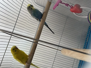 Vând perusi (pereche)  - imagine 5