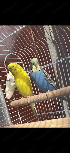 Vând perusi (pereche)  - imagine 2