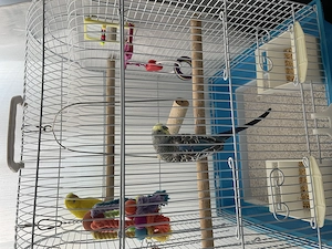 Vând perusi (pereche)  - imagine 3