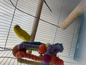 Vând perusi (pereche)  - imagine 4