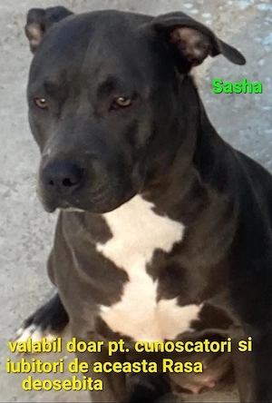 Amstaff Blue pentru iubitori si pretentiosi  - imagine 4