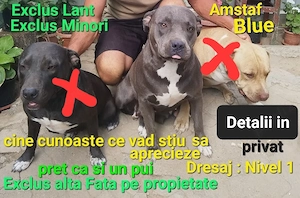 Amstaff Blue pentru iubitori si pretentiosi  - imagine 3