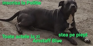Amstaff Blue pentru iubitori si pretentiosi  - imagine 5