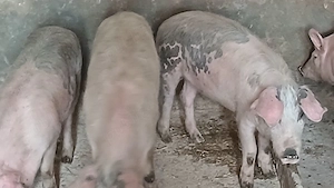 soldani pik 35-60 -70kg - imagine 5