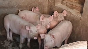 soldani pik 35-60 -70kg - imagine 4