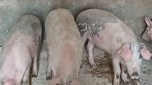 soldani pik 35-60 -70kg - imagine 3