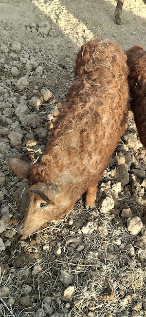 scrofite Mangalița  - imagine 2