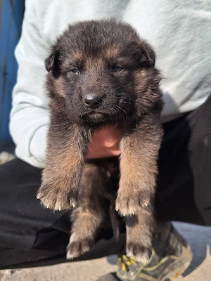 Catelusi Ciobanesc German