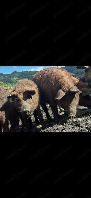 scrofite Mangalița  - imagine 3