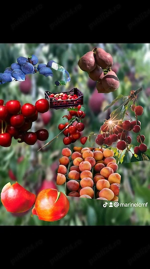 Caut personal pt Spania în agricultură 