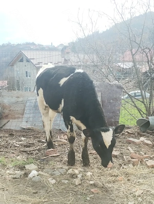 Vițea de vânzare! - imagine 2