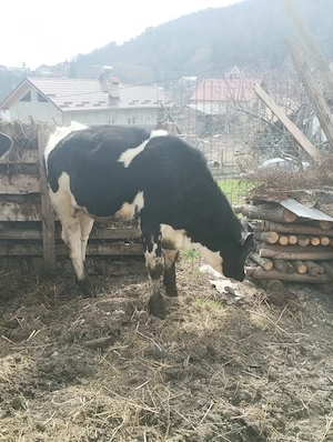 Vițea de vânzare! - imagine 3