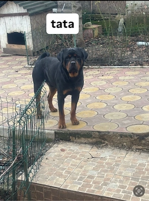 Pui Rottweiler Femela - imagine 3