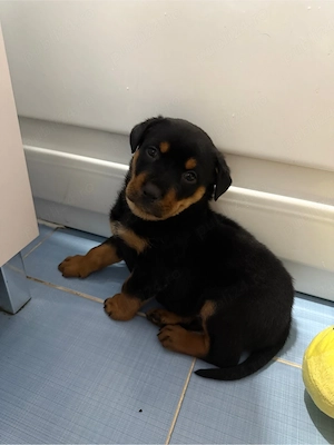 Pui Rottweiler Femela