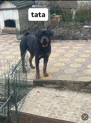 Pui Rottweiler femela - imagine 5