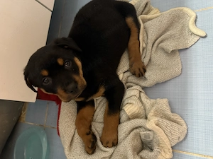 Pui Rottweiler femela
