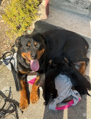 Pui Rottweiler femela - imagine 7