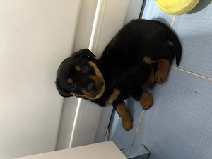 Pui Rottweiler femela - imagine 3