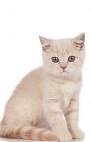 brirish shorthair crem