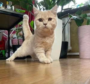 brirish shorthair crem - imagine 2