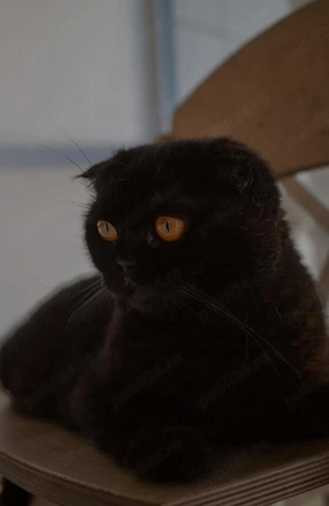 brirish shorthair crem - imagine 3