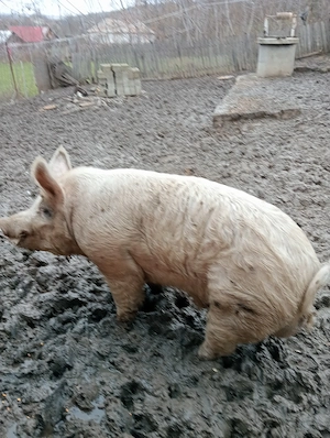 La vanzare 2 scroafe gestante si un ger - imagine 4