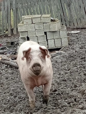 La vanzare 2 scroafe gestante si un ger - imagine 2