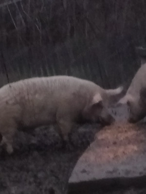 La vanzare 2 scroafe gestante si un ger - imagine 5