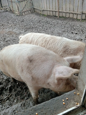 La vanzare 2 scroafe gestante si un ger - imagine 3