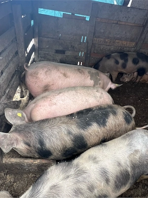 disponibili in viu sau carcasa 