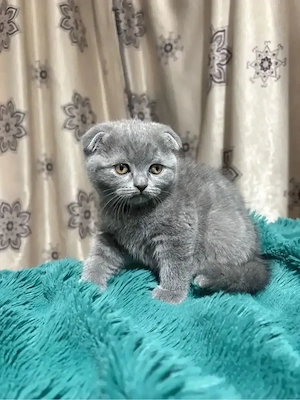 pui scottish fold