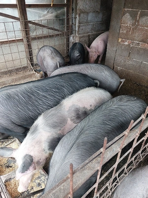 porci de vânzare de 90-120 kg. - imagine 3