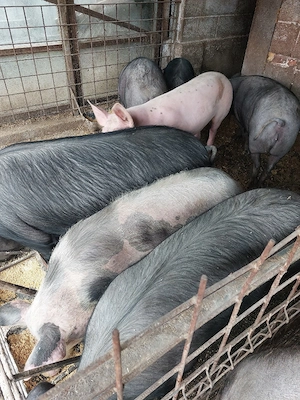 porci de vânzare de 90-120 kg. - imagine 2