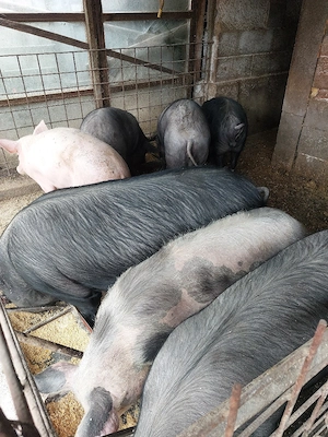 porci de vânzare de 90-120 kg. - imagine 4