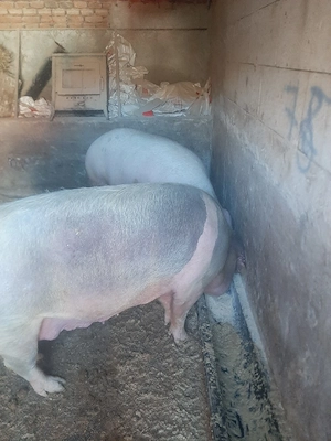 vând porci mari de casă 